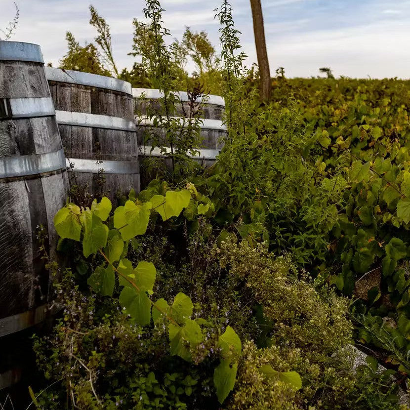Video: Behind the Wine with Artie Johnson of Le Artishasic Wines